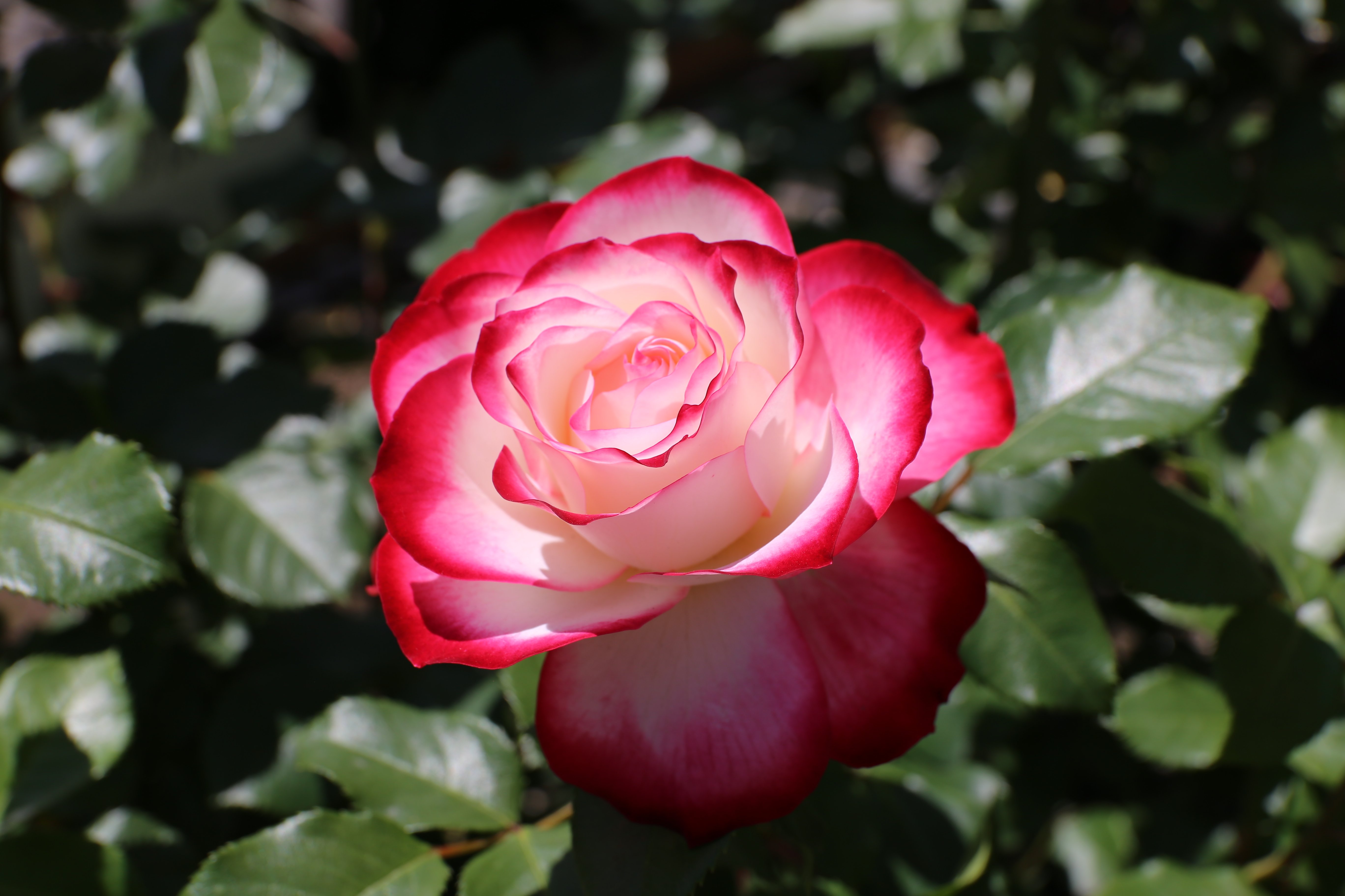 роза юбилей принца монако фото
