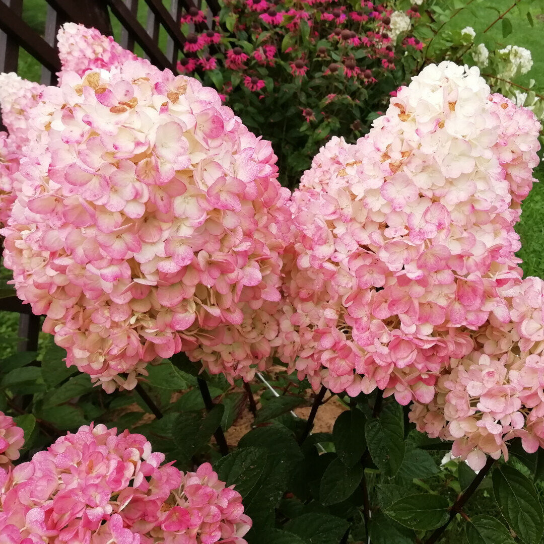 Гортензия метельчатая «Мэджикал Свит Саммер» (Hydrangea Paniculata «Magical  Sweet Summer») - купить в СПб с доставкой