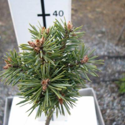 Сосна обыкновенная «Саксатилис» (Pinus sylvestris «Saxatilis»)