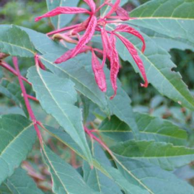 Клен маньчжурский (Acer mandshuricum)