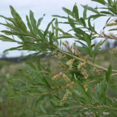 Ива прутовидная, корзиночная (Salix viminalis)