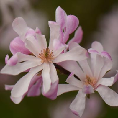 Магнолия звездчатая «Розея» (Magnolia stellata «Rosea»)