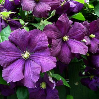 Клематис фиолетовый (Clematis viticella). 