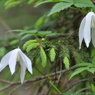 Княжик сибирский (Atragene sibirica)
