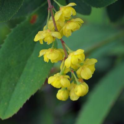 Барбарис амурский (Berberis amurensis)