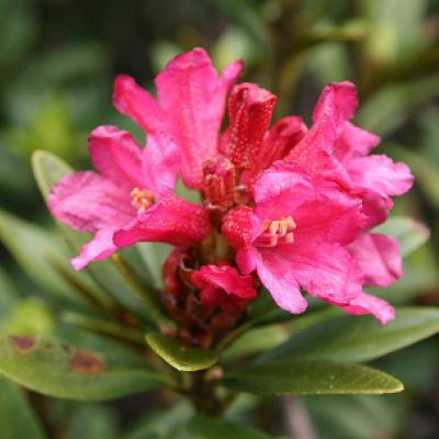 Рододендрон ржавый (Rhododendron ferrugineum). 