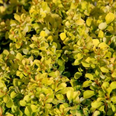 Барбарис Тунберга"Голден Рокет» (Berberis thunbergii «Golden Rocket»)