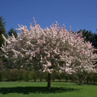 Яблоня обильноцветущая (Malus floribunda)