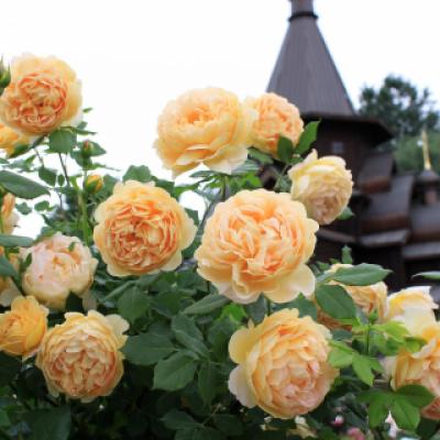 Роза «Голден Селебрейшен» (Golden Celebration) 