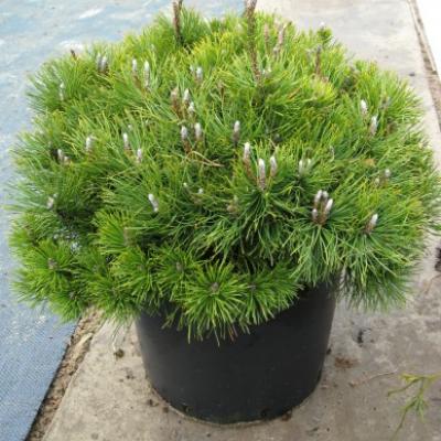 Сосна горная «Сосна горная ф. мугус» (Pinus mugo subsp. mugo)