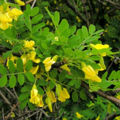 Карагана древовидная, акация жёлтая (Caragana arborescens). 