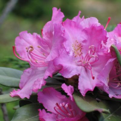 Рододендрон Смирнова (Rhododendron smirnowii). 