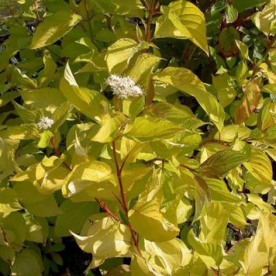 Дерен белый «Ауреа» (Cornus alba «Aurea»).