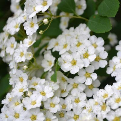 Спирея ниппонская «Сноумаунд» (Spiraea nipponica «Snowmound»).