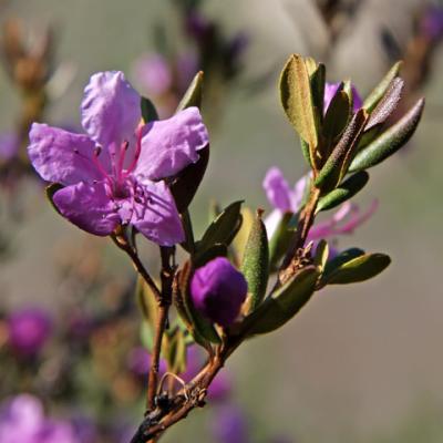 Рододендрон Ледебура (Rhododendron dauricum var. sempervirens = R. Ledebourii). 