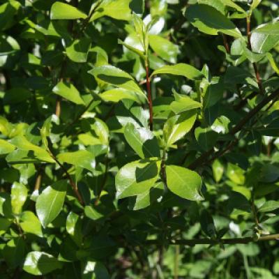 Ива филиколистная (Salix phylicifolia)