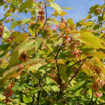 Клен желтый, укурунду (Acer caudatum subsp. ukurunduense = A. ukurunduense)
