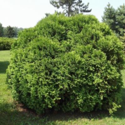 Туя западная «Ховеи» (Thuja occidentalis «Hoveyi»)