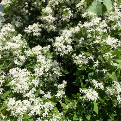 Клематис виноградолистный (Clematis vitalba).