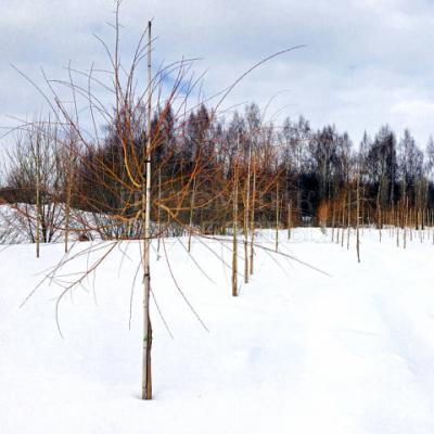 Ива «Памяти Миндовского» (Salix «Pamyati Mindovskogo»)