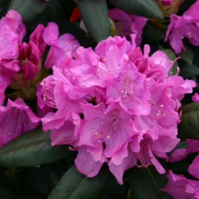 Рододендрон катевбинский «Розеум Элеганс» (Rhododendron «Roseum Elegans») 