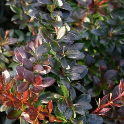 Барбарис средний (Berberis × media).