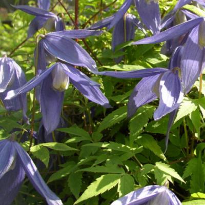 Княжик альпийский (Atragene alpina)