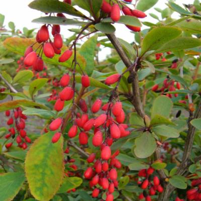 Барбарис обыкновенный (Berberis vulgaris).