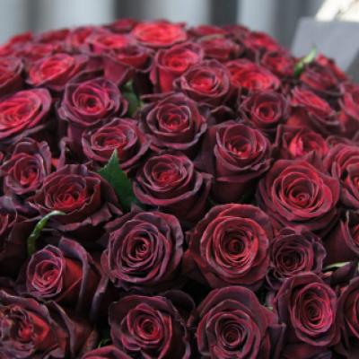 Роза «Блэк Баккара» (Black Baccara (MEIdebenne))