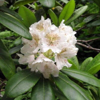 Рододендрон короткоплодный (Rhododendron brachycarpum). 