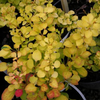 Барбарис Тунберга «Богозам» = «Бананза Голд» (Berberis thunbergii «Bogosam"="Bonanza Gold»).