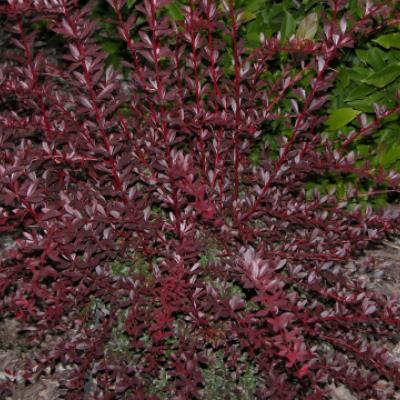 Барбарис Тунберга «Рэд Чиф» (Berberis thunbergii «Red Chief»).