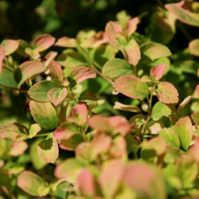 Спирея ниппонская «Гелви'с Рейнбоу» (Spiraea nipponica «Gerlves Rainbow»)
