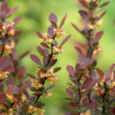 Барбарис оттавский (Berberis × ottawensis)