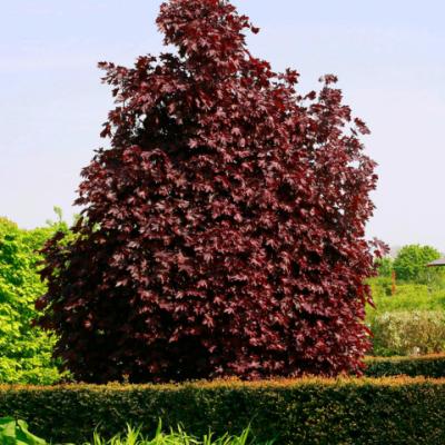 Клен остролистный «Кримсон Кинг» (Acer platanoides «Crimson King»).