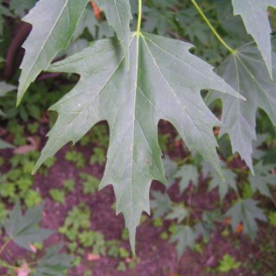 Клен сахаристый (серебристый) (Acer saccharinum)