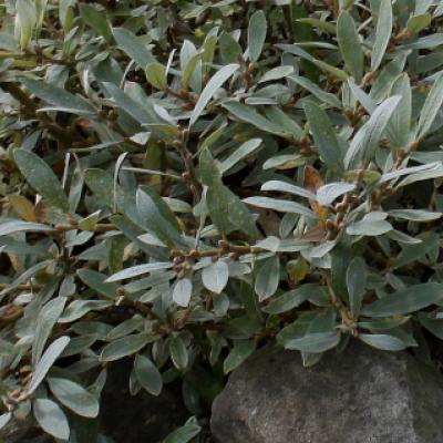 Ива швейцарская (Salix helveticа)
