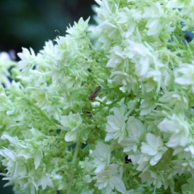 Гортензия древовидная «Хайес Старберст» (Hydrangea arborescens «Hayes Starburst»)