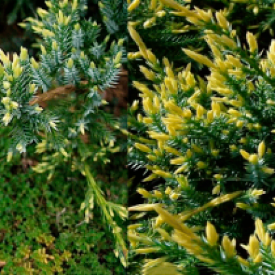 Можжевельник чешуйчатый «Холгер» (Juniperus squamata «Holger»)