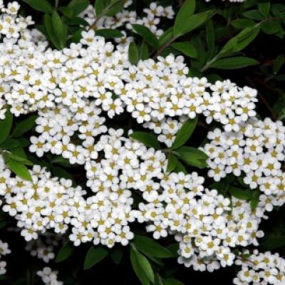 Спирея ниппонская (Spiraea nipponica).