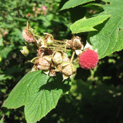 Малина душистая (Rubus odoratus).