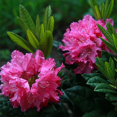 Рододендрон короткоплодный «Хагга» (Rhododendron «Haaga» Brachycarpum Group). 