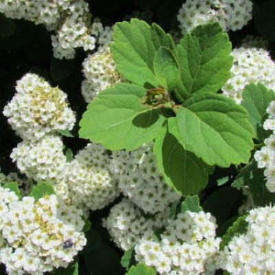 Спирея берёзолистная (Spiraea betulifolia).