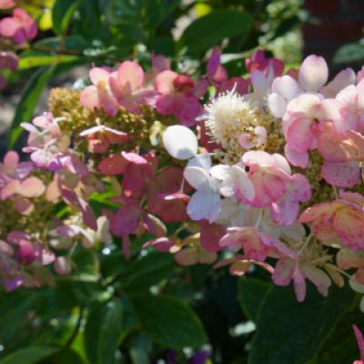 Гортензия метельчатая «Пинк Диамонд» (Hydrangea paniculata «Pink Diamond»).