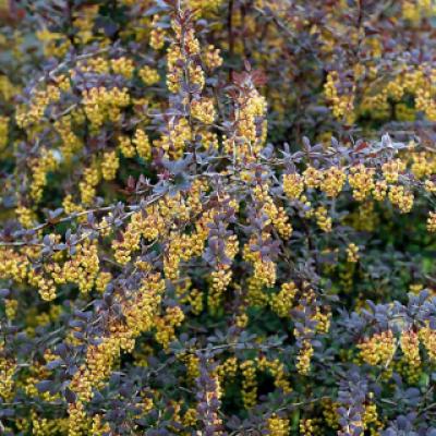 Барбарис обыкновенный '"Атропурпуреа» (Berberis vulgaris Atropurpurea)