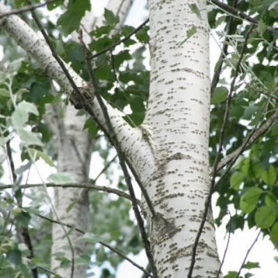 Тополь белый, серебристый (Populus alba)