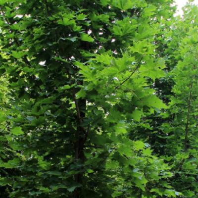 Клен остролистный «Колумнаре» (Acer platanoides «Соlumnare»)