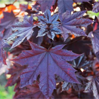 Клен остролистный «Роял Ред» (Acer platanoides «Royal Red»)