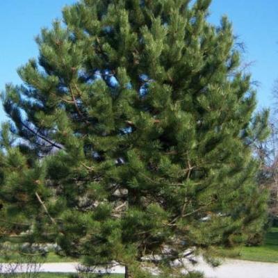 Сосна черная (Pinus nigra)  
