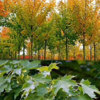 Клен остролистный «Кливленд» (Acer platanoides «Cleveland»)